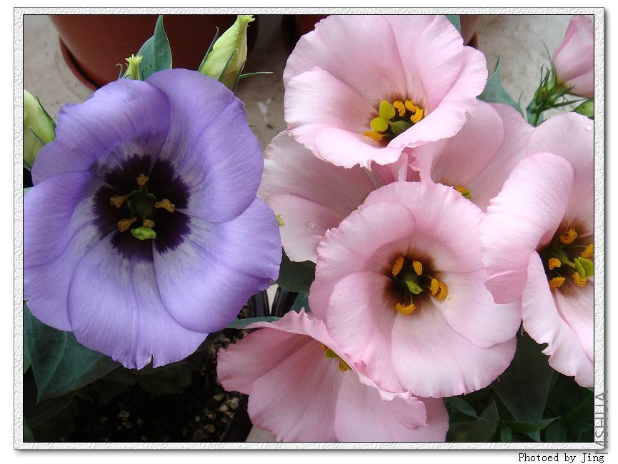 ��ɫ��Ҳ��¶����