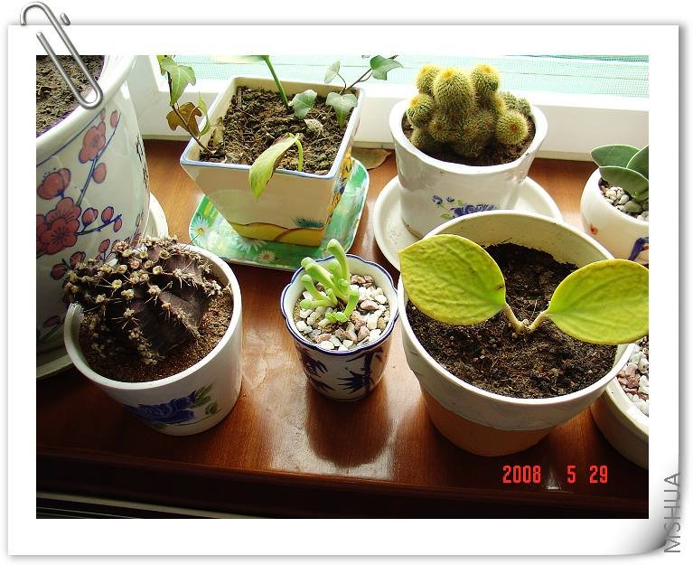 ���½ǵ�Ҳ�Ƕ���������ֻ����ƬҶ��