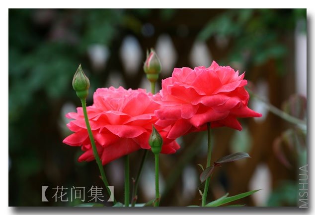 IMG_3060 ����.jpg