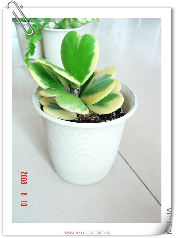 ��Ҷ������