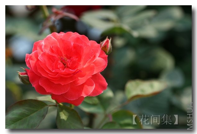 IMG_2785 ����.jpg