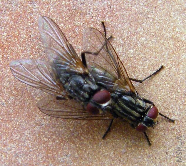 żֻ������ô�󣬱�¥���Ĳ�Զ�ˡ�