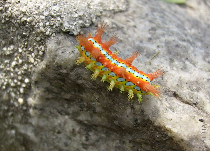 tibet travel august 2007 072.jpg