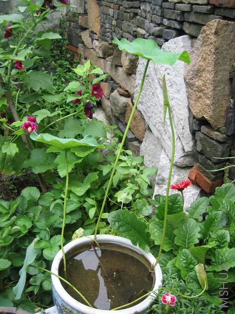 ��ų�����Ҷ�ˡ���ԭ������ĵط���̫�ã��ݵ�����Ҷ�ӣ������ˡ�