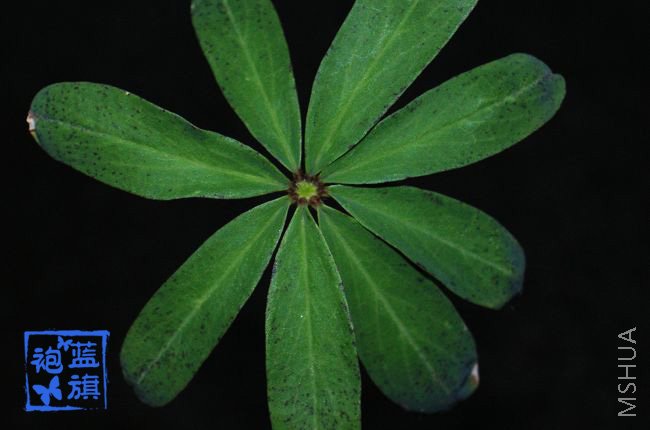 Ҷ�Ӻܴ��ǲ���̫���ˣ�����