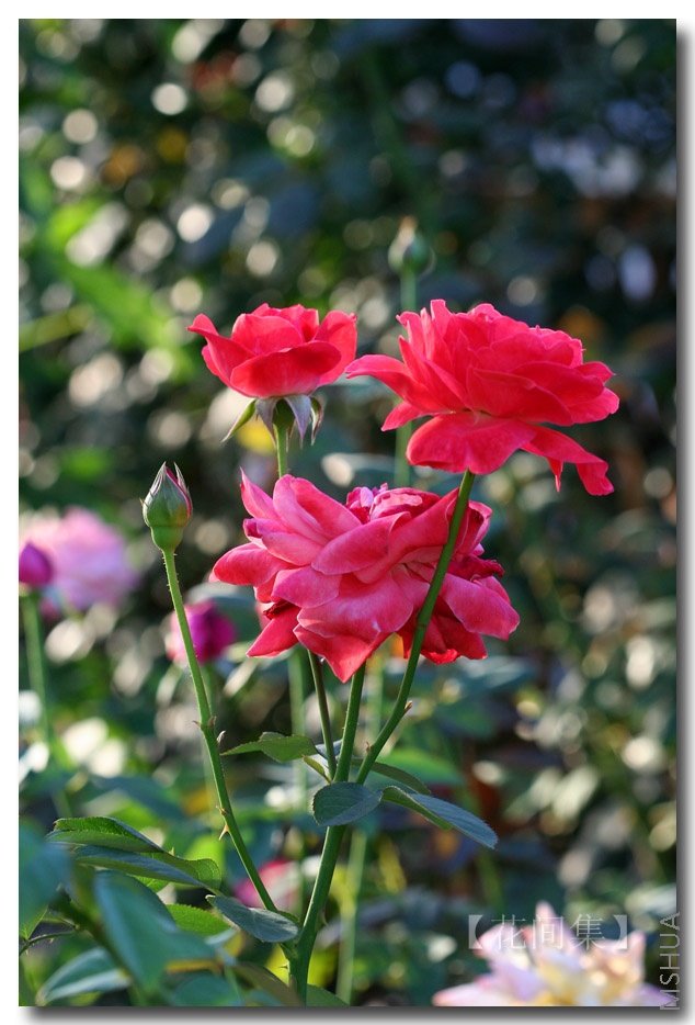 IMG_3125 ����.jpg