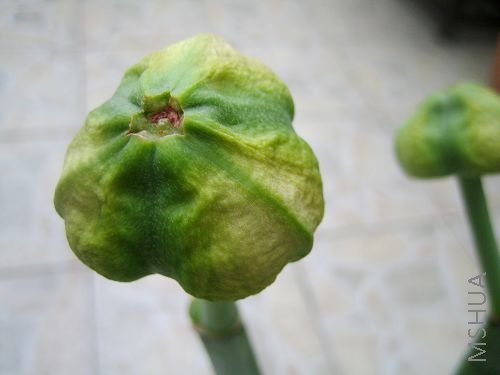 ���������ּ�