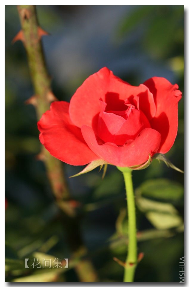 IMG_3131 ����.jpg