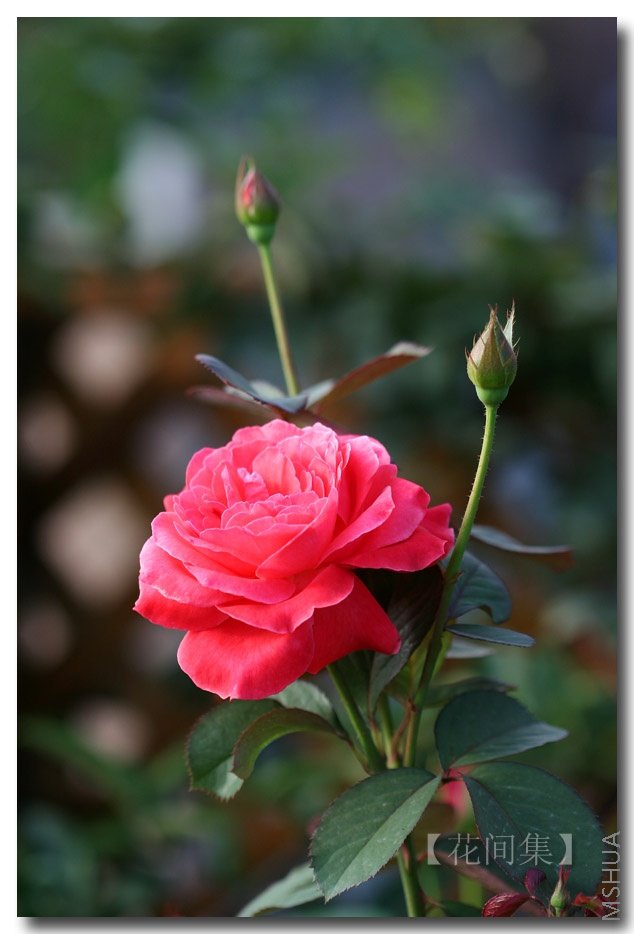 IMG_3150 ����.jpg