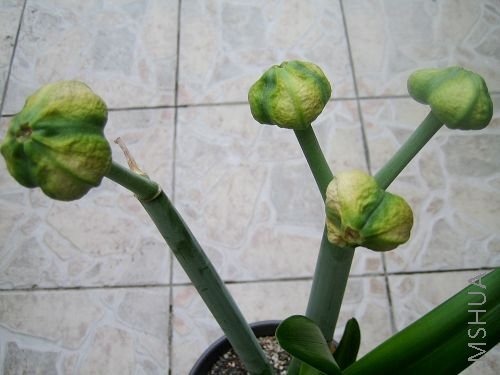 ��ʣ4����