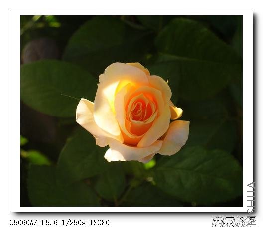 �������ŵ���ȸ