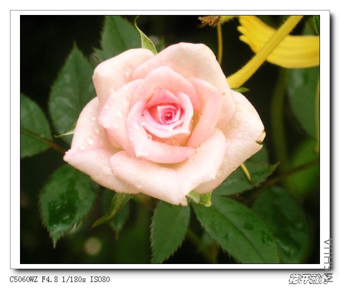 ��ȸ����