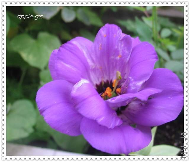 ��Ƭ20080628 036.jpg