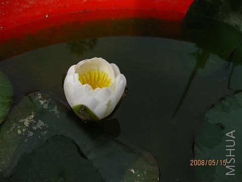 IMG_0667-ss.JPG