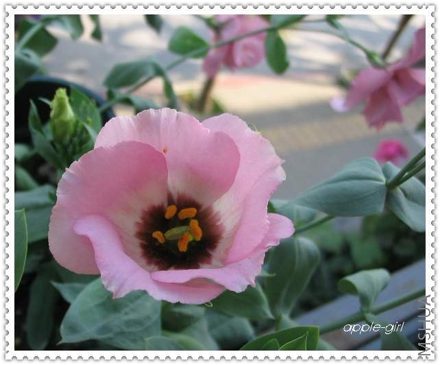 ��Ƭ20080628 031.jpg