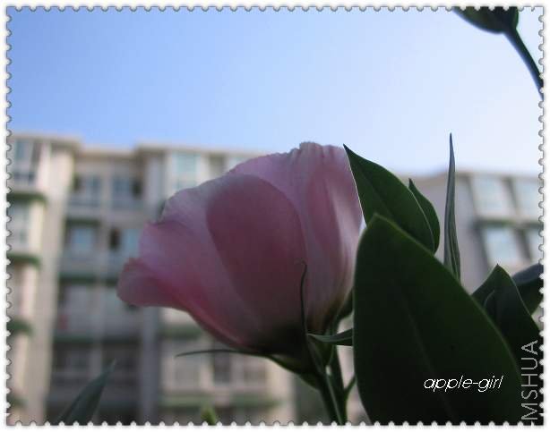 ��Ƭ20080628 037.jpg