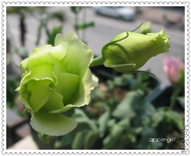 ��Ƭ20080628 054.jpg