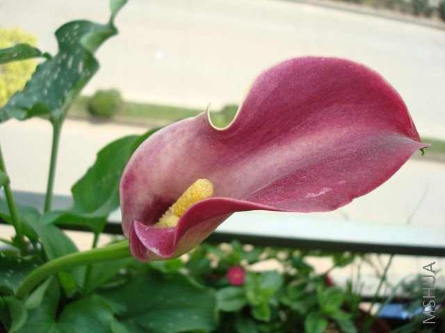 DSC02163.jpg