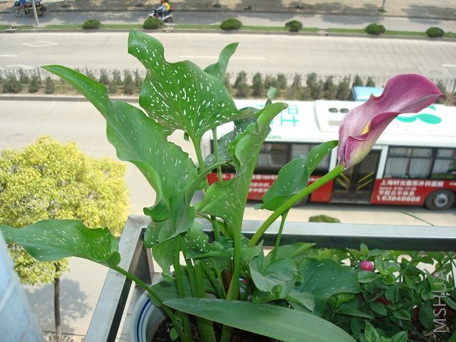 DSC02162.jpg