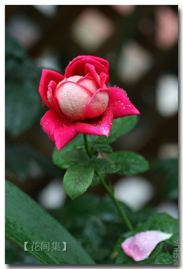 IMG_3072 ����.jpg