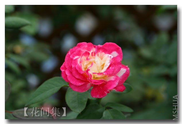 IMG_3013 ����.jpg