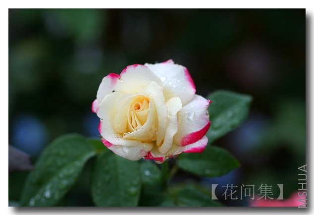 IMG_2913 ����.jpg