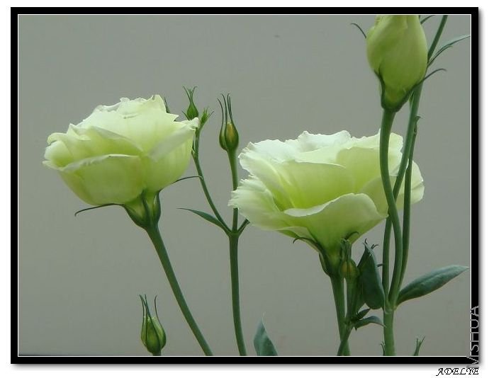 ABCϵ�У��ذ���ɫ