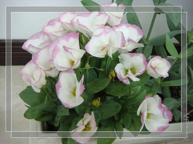 ����ʯϵ�У��ۺ컨��