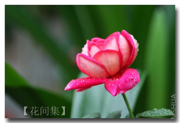 IMG_3110 ����.jpg