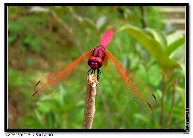 �����ĺ�����