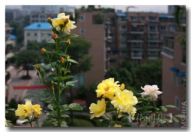 IMG_7593 ����.jpg