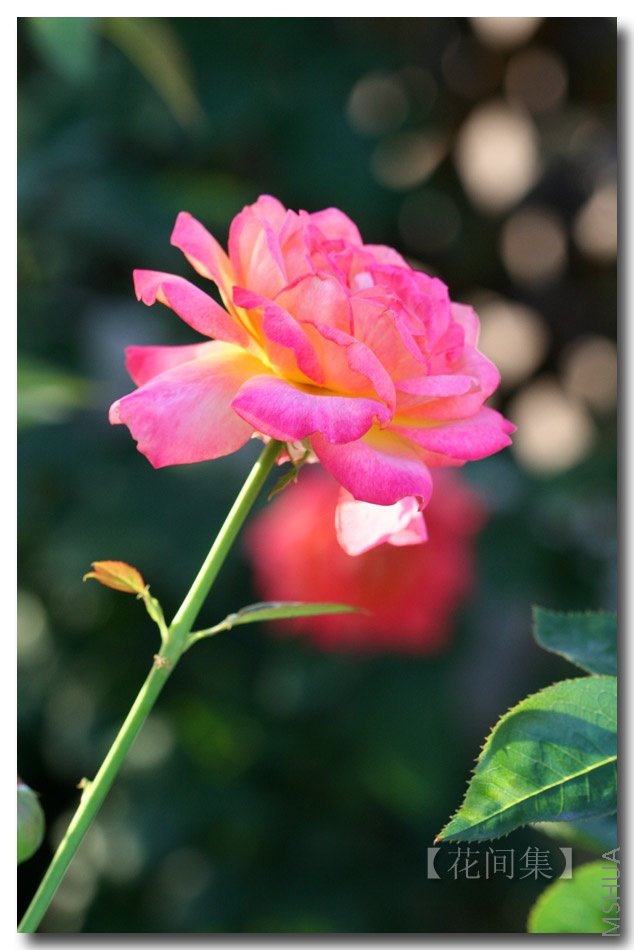 IMG_3127 ����.jpg