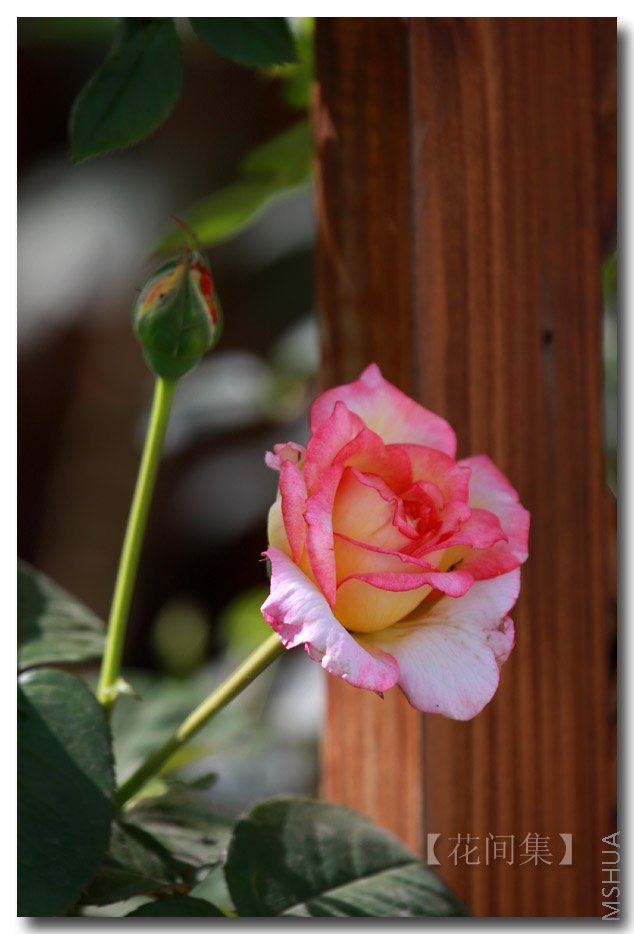 IMG_5595 ����.jpg