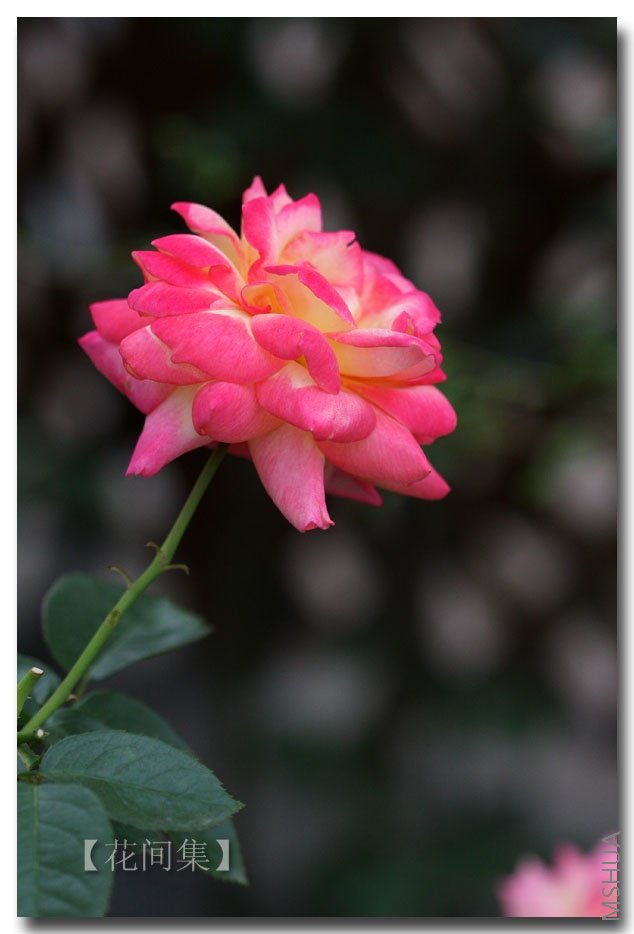 IMG_9226 ����.jpg