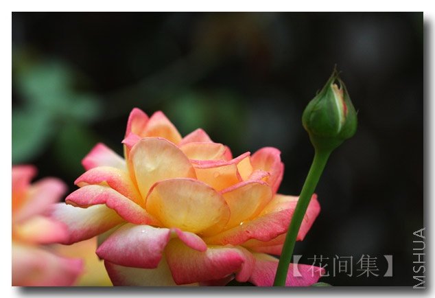 IMG_9225 ����.jpg