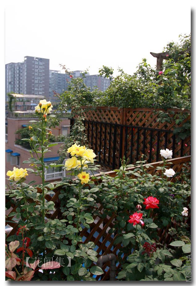 IMG_7594 ����.jpg