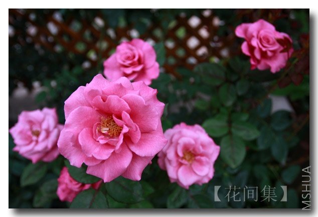 IMG_7758 ����.jpg