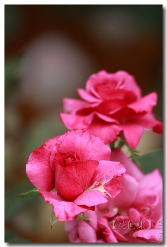 IMG_5245 ����.jpg