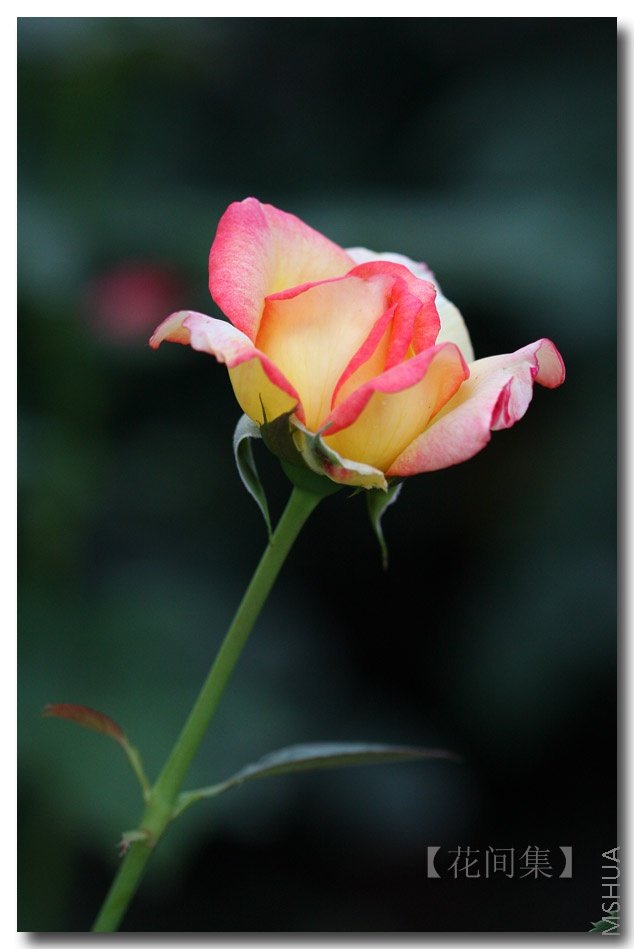 IMG_9221 ����.jpg