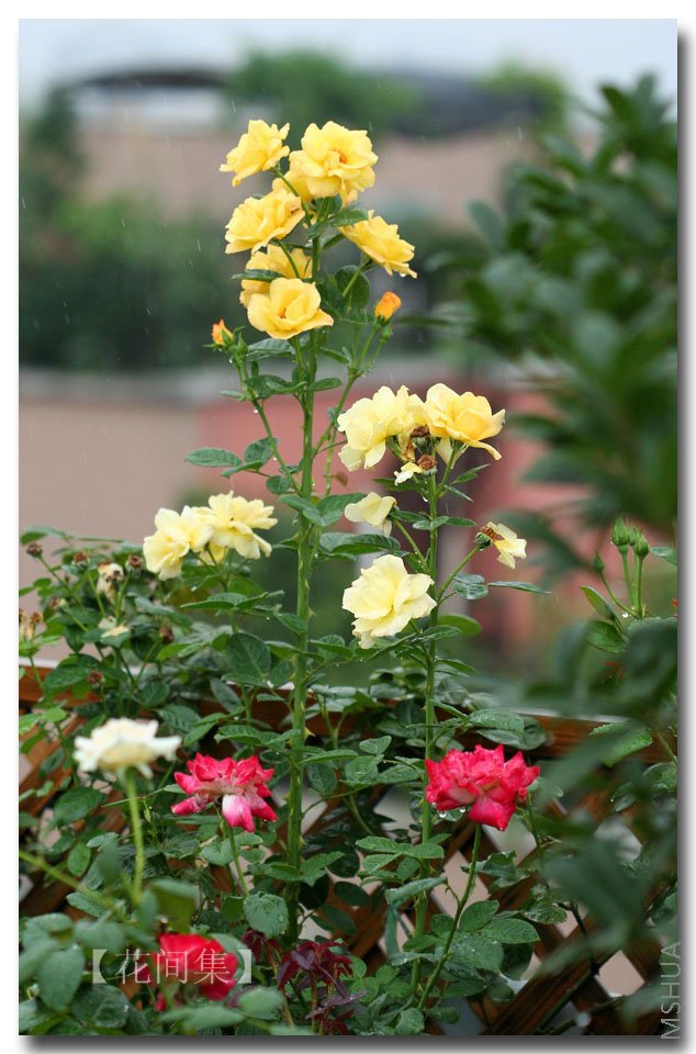 IMG_2932 ����.jpg