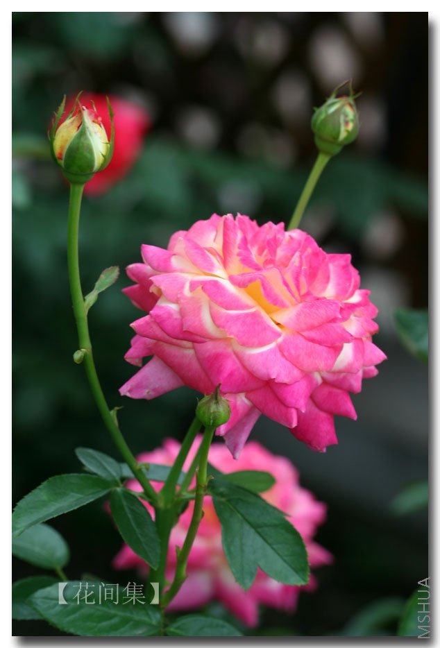 IMG_3059 ����.jpg