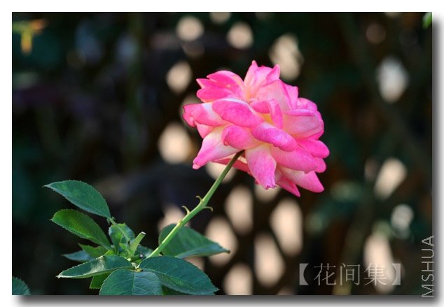 IMG_3126 ����.jpg