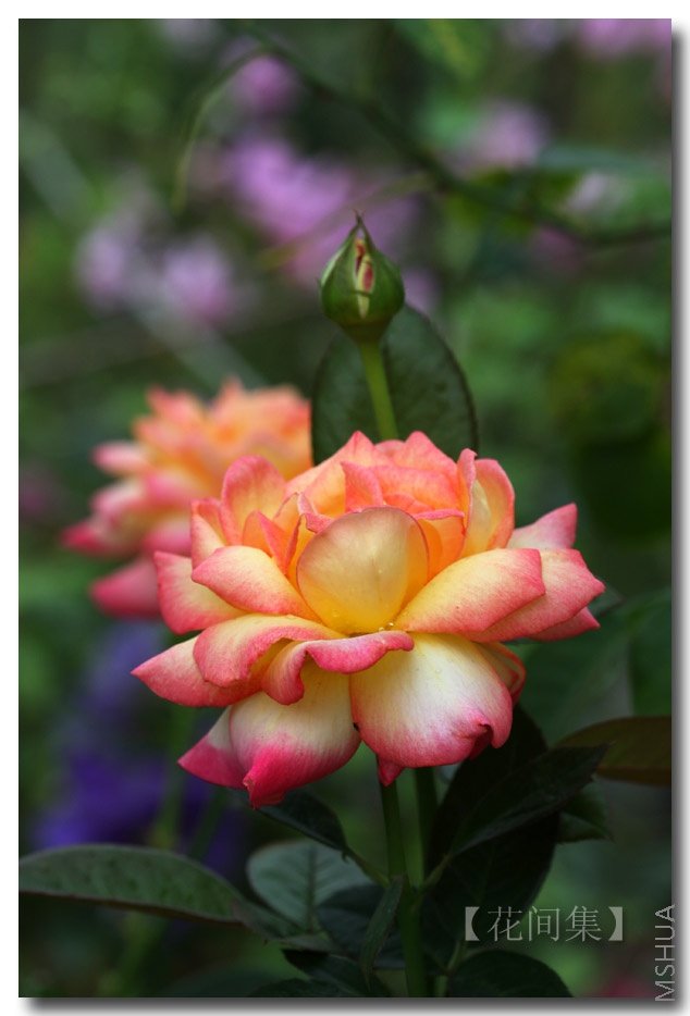 IMG_9229 ����.jpg