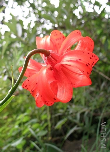 ������ȥ���