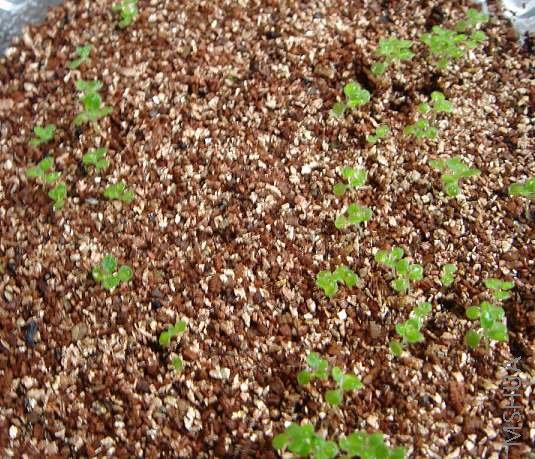 ��ѿ�ʶԱȣ����sky���ұ�beauty