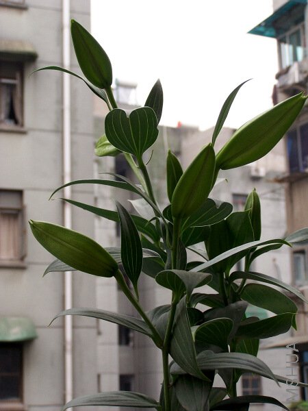 100_5103.JPG