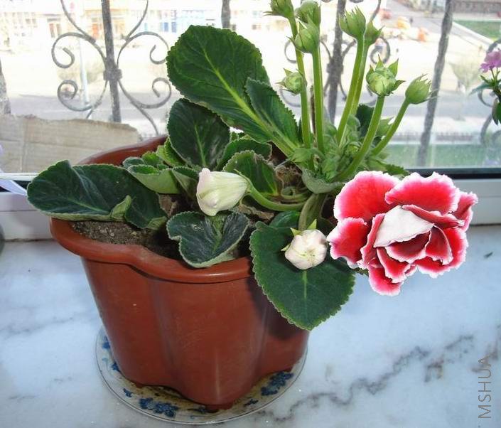 ������С DSC04898.JPG