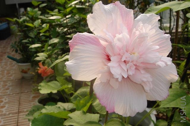 ��Ƭ3 133 (С).jpg