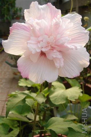 ��Ƭ3 132 (С).jpg