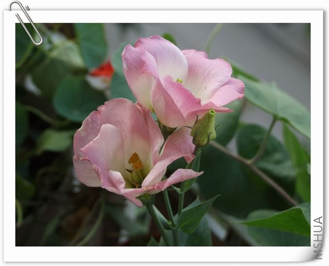 ������С ��01b.jpg